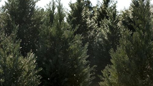 Henry County say residents can dispose of Christmas trees at the south metro Atlanta community's recycling center.