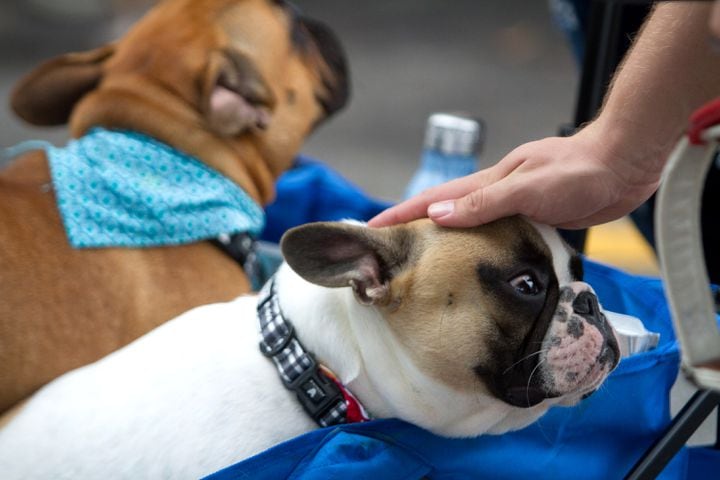 Photos: Woofstock brings pet party in Cobb