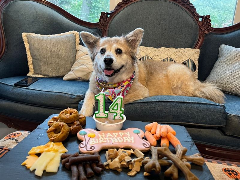 Joy, a 14-year-old rescue, got a "barkuterie" board as a special treat for her birthday.  She calls the lucky Trout family her people. (Courtesy photo)