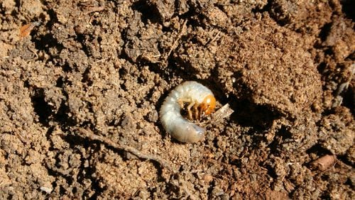 White grubs develop into various early summer beetles. Although they feed on plant roots, finding a single grub is common but not much of a problem. CONTRIBUTED BY WALTER REEVES