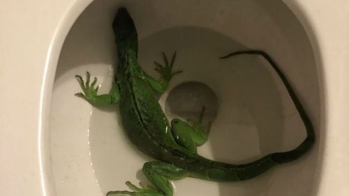 A Florida man found an iguana in his toilet when he came home for lunch on Thursday. (Photo: Fort Lauderdale Fire Rescue)