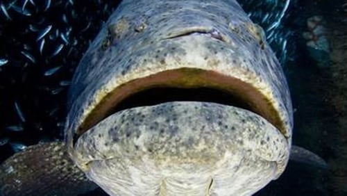 Fishermen reel in gigantic grouper