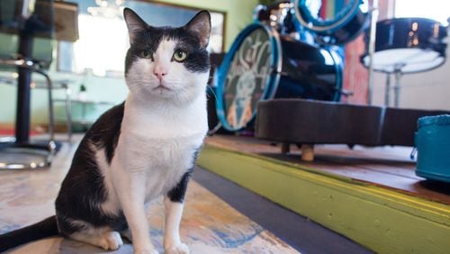 Two cat cafes are set to open in Atlanta within the next month. / AMERICAN-STATESMAN