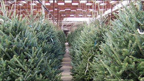 Christmas tree recycling begins Dec. 26 in DeKalb.