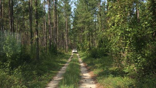 A driver follows a dirt trail through a remote timber farm along the proposed route of the Palmetto Pipeline.