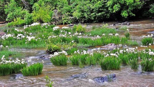 Shoals spider lilies bloom in May in Flat Shoals Creek in Harris County. The creek is a tributary of the Chattahoochee River. Several organizations are trying to restore the flowers in a section of the river itself in Columbus. (Charles Seabrook for The Atlanta Journal-Constitution)