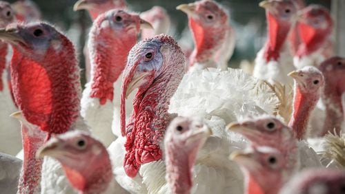 The U.S. outbreak of avian influenza has mostly impacted poultry, such as these turkeys, and egg operations. (Douglas Hook/Hartford Courant/TNS)