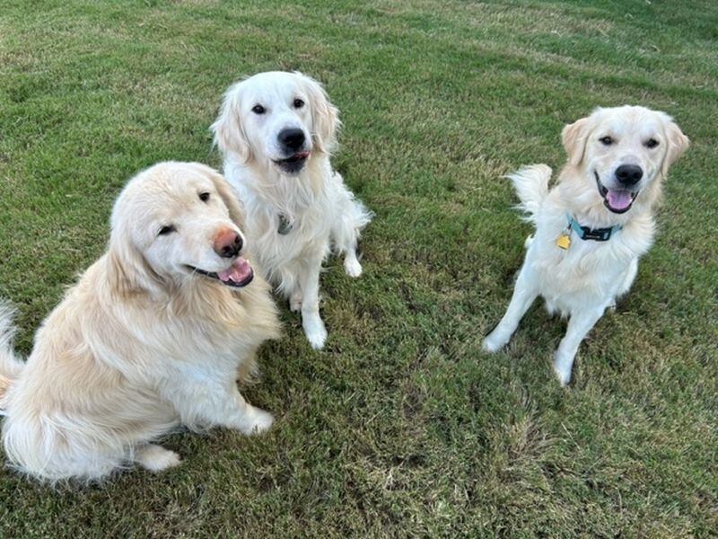 Golden retrievers Levon, Tommy and Cash call Jolt reader Donna Scowden their person. (Courtesy photo)