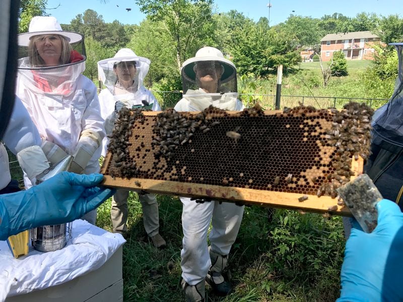 Steve Esau of Little Bee Project holds a frame on which he located the queen bee at a hive near Ormewood Park on Atlanta’s east side. (Armani Martin / armani.martin@ajc.com)