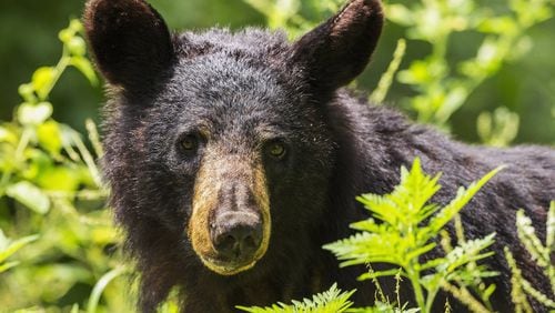 A black bear is one of several hundred that roam Shenandoah National Park, a steep increase from only two bears found in the park in 1937. Photo by National Park Service/Neil Lewis