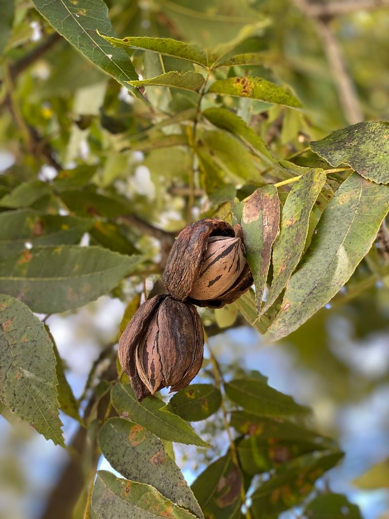 Georgia pecans had been a favorite import for Chinese consumers until the country put heavy tariffs on U.S. products.  CONTRIBUTED BY GOODSON PECANS