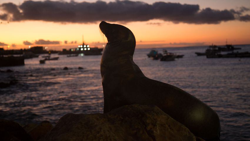 This isn’t Darwin’s Galapagos: wildlife rich, yet tourist friendly