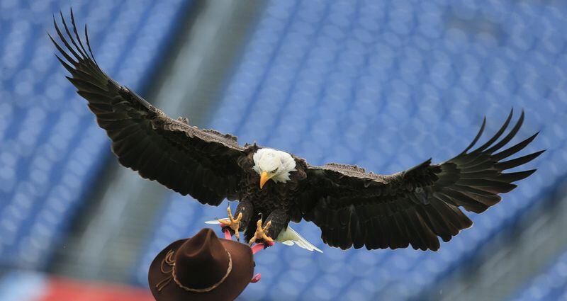 102515 NASHVILLE: -- Challenger, the free-flying National Anthem eagle, comes in for a landing during pregame warmups before the Falcons face the Titans in a football game on Sunday, Oct. 25, 2015, in Nashville. Curtis Compton / ccompton@ajc.com