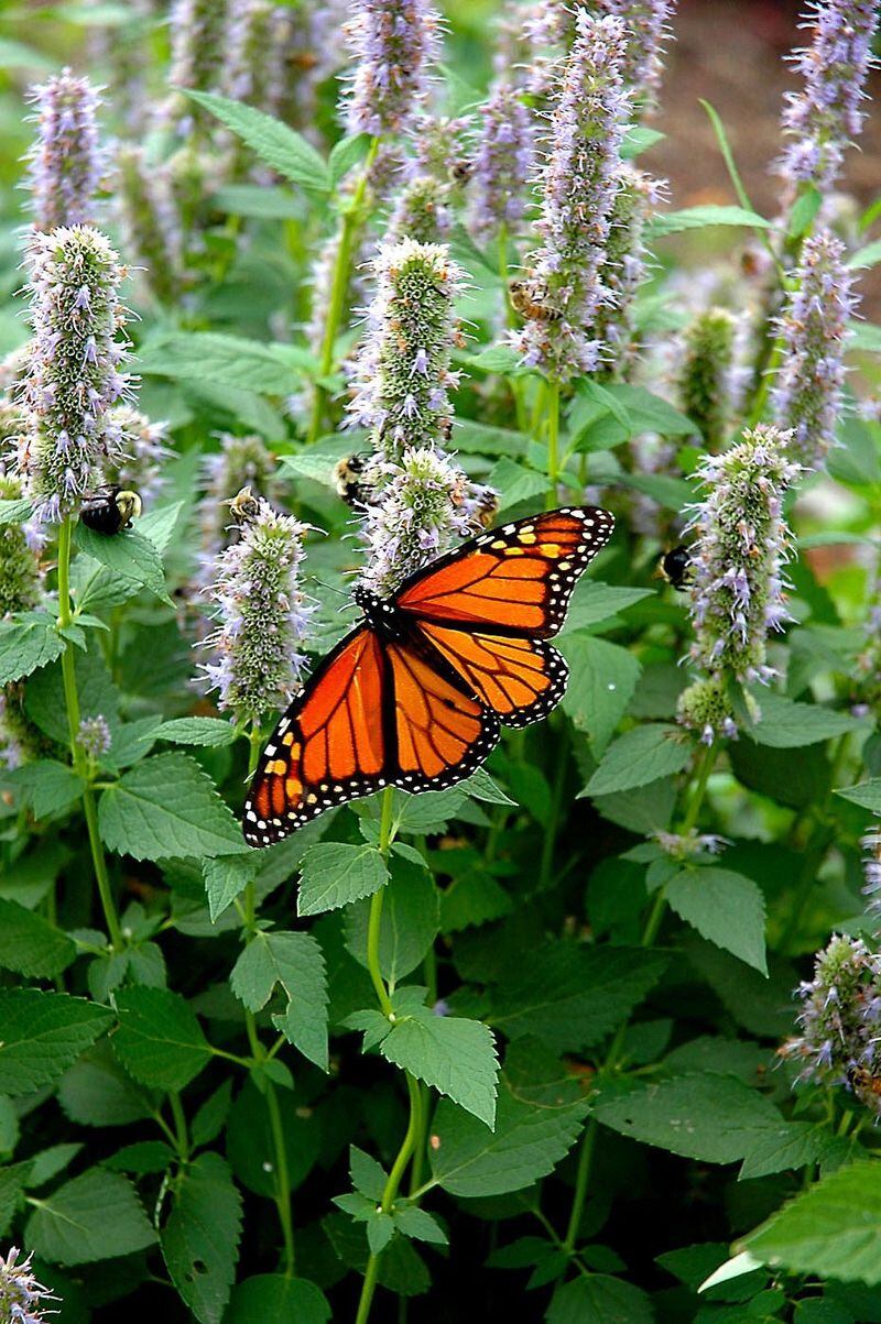 An orange Monarch butterfly feeding on the light blue-lavender flowers of the Blue Fortune agastache give this garden a complementary color scheme in motion.
