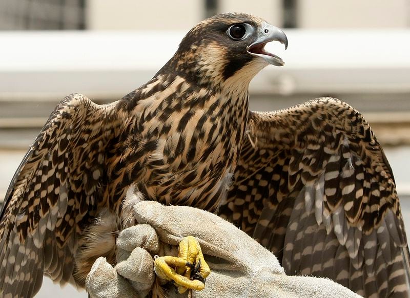 A juvenile falcon tests her wings in this photo from 2010. Photo:  Curtis Compton ccompton@ajc.com