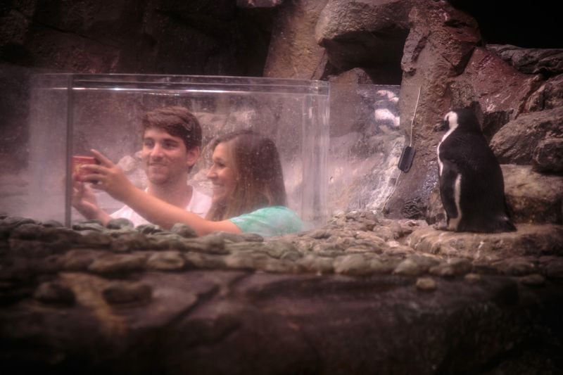 Nick Shealy and Kaylee Shepperd take a selfie with a penguin during Sips Under the Sea, Game Night, at Georgia Aquarium in Atlanta, Friday, August 12, 2016. During Game Night people could play a variety of classic games enjoy signature cocktails and wander through the aquarium's exhibits.STEVE SCHAEFER / SPECIAL TO THE AJC