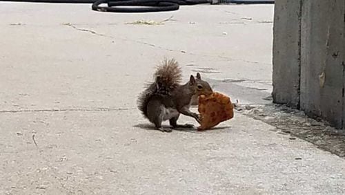 A squirrel finds a cheesy snack in Grant Park.