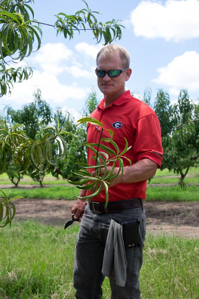 UGA extension agent Jeff Cook, in the orchard, says continued warming will exacerbate insect problems and promote more resistant plant diseases. (Meera Subramanian / InsideClimate News)