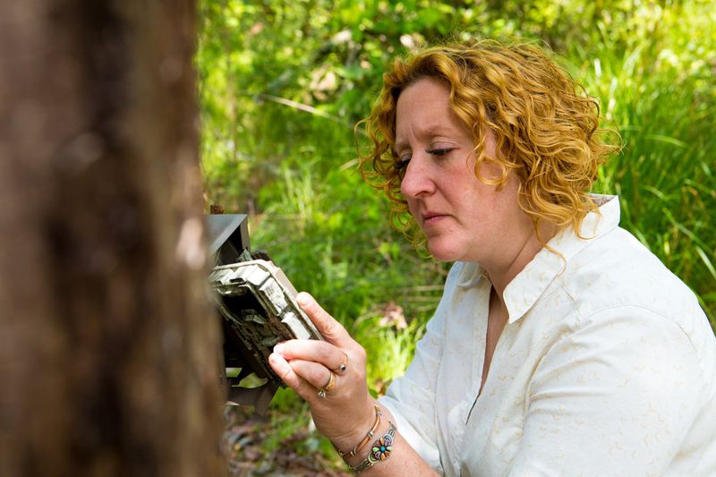 Emily Coffey, vice president of conservation at the Atlanta Botanical Garden, helps install a game camera at a bog in North Georgia to keep track of invasive feral hogs. The hogs pose a danger to  the last wild population of purple pitcher plants in Georgia. (Casey Sykes, for The Atlanta Journal-Constitution.)
