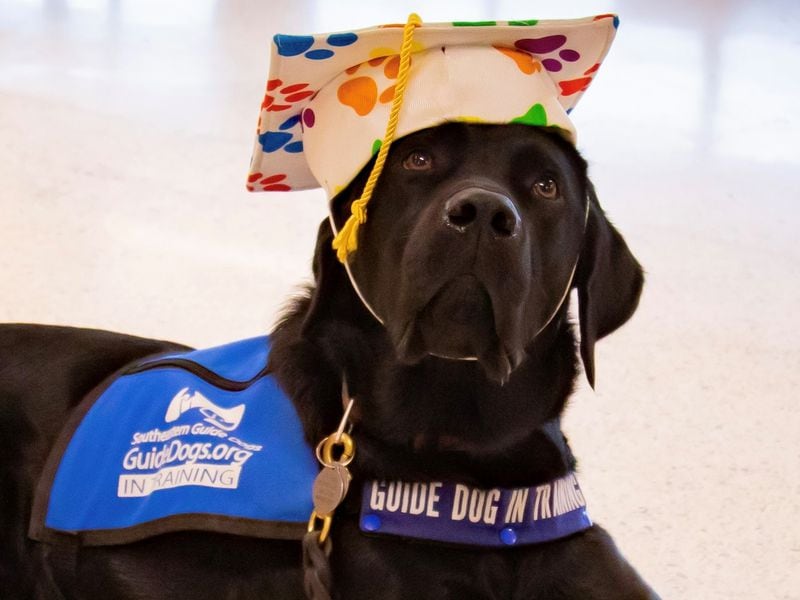 Ernie is in training to become a canine companion for a veteran or visually impaired person. (Courtesy photo)