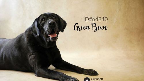 Gwinnett Animal Welfare and Enforcement is celebrating Adopt a Senior Dog Month during Nov. with free adoptions for dogs and cats 7 years old or older. Shown here, Green Bean is 12-year old lab mix. Courtesy Gwinnett Animal Shelter