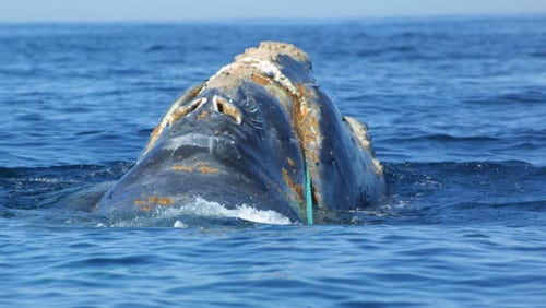 A rare North Atlantic right whale is pictured here off the coast of Massachusetts several years ago entangled in fishing line. Scientists are trying to figure out what caused the deaths of six of the endangered whales so far this month off the southeastern coast of Canada.
