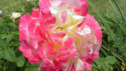 Roses can be frustrating to grow but advice from experts makes it easier. CONTRIBUTED BY WALTER REEVES