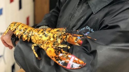 This "calico" lobster, called "Eve," is about 5 to 7 years old, and  is an example of a rare mutation that causes this orange and black mottled appearance. She was saved from the dinner table and may come to Atlanta's Georgia Aquarium. CONTRIBUTED: OCEAN CITY SEAFOOD