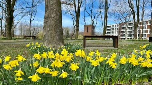 An Atlanta flower project that was started in memory of more than a million children who died during the Holocaust has gained worldwide momentum. (Courtesy of The Daffodil Project)