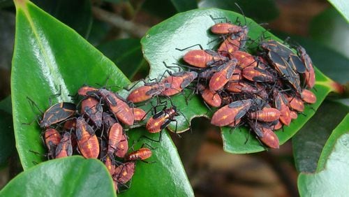 Boxelder bugs congregate by the hundreds under seed-bearing trees. CONTRIBUTED BY WALTER REEVES