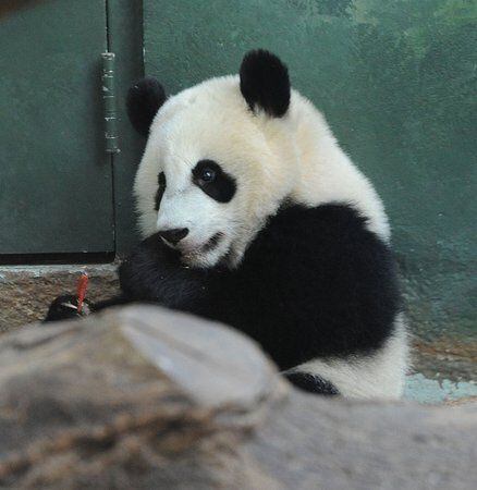 Po the panda is 1 year old