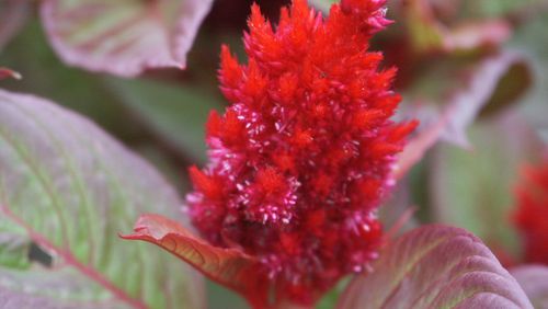 Celosia often reseeds in the garden if conditions are right. (Walter Reeves for The Atlanta Journal-Constitution)