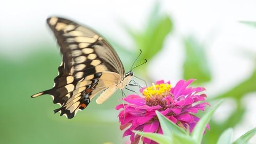 A giant swallowtail butterfly rests upon a zinnia in a  flowerbed.