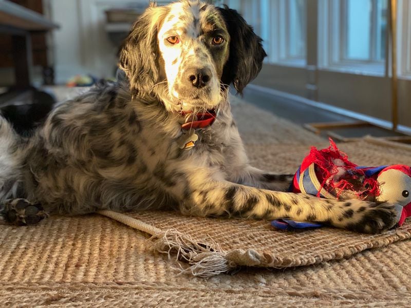 Lou Robbins is the three-year-old English setter of AJC subscriber John F. Robbins. What a looker. (Courtesy photo)