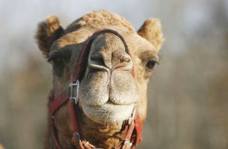 Looking for a camel? Head to Pettit Creek Farms in Cartersville. Owner Scott Allen rents camels, sheep and donkeys for nativity displays later in the year.