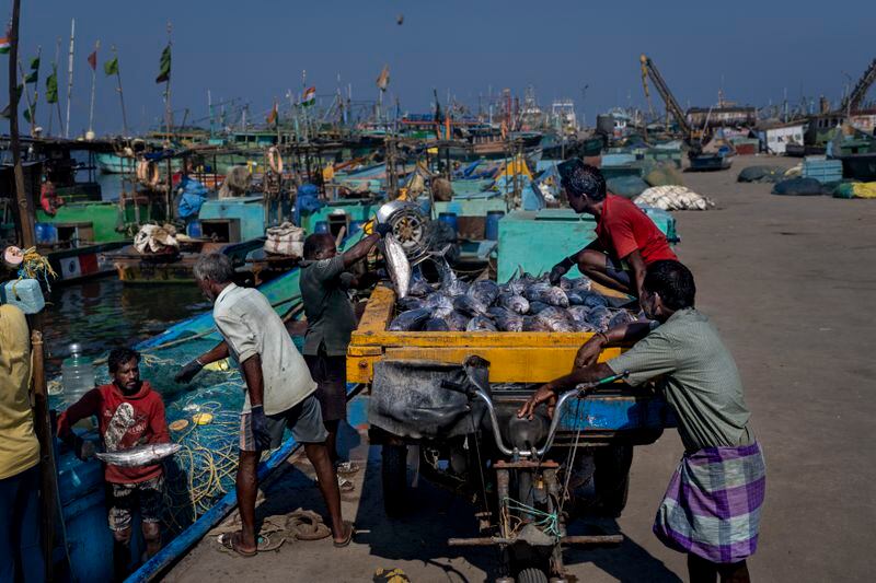 Fishermen transport fish their catch from a boat at a harbor in the southern Indian city of Chennai, April 15, 2024. (AP Photo/Altaf Qadri)