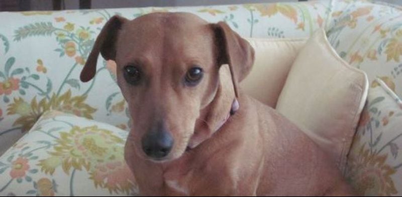 Lola, the dachshund who died of renal failure nine months after leaving an Atlanta kennel. FAMILY PHOTO