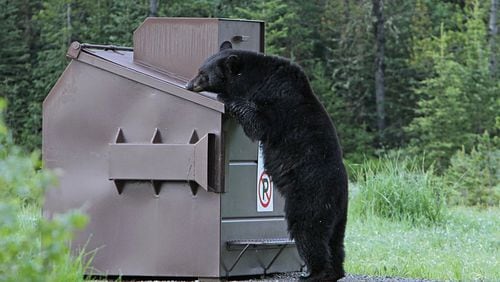 A black bear was recently spotted in Alpharetta. The city took to its Facebook page to inform residents on facts about bears and what to do if you should come in contact with one. (This is a file photo, and not the bear that was spotted in Alpharetta.)