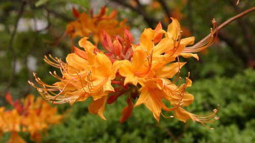 Native azaleas bloom at different times than Asian azaleas. Walter Reeves says four local operations specialize in native plants. WALTER REEVES