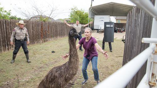 10/22/15 With the help of Round Rock Police, Lori Kessler of Round Rock safely rounds up her four emus which were recovered on Steve Oleson's Valley Creek property. Suzanne Cordeiro / For American-Statesman