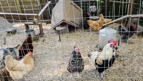 Homeowner Andy McKeegan's pets are his 20 chickens that hang out in the coop and chicken run in his Kirkwood backyard. "I eat their eggs, but I do not eat them," McKeegan said. "They're lots of fun."