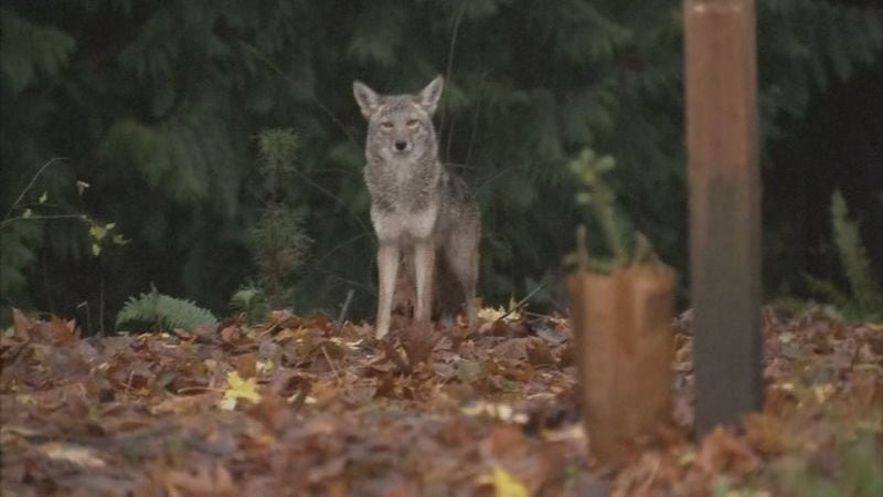 In November, KIRO7 cameras recorded video of coyotes north of Seattle's Ballard neighborhood. They were spotted in a park next to an elementary school. (KIRO7.com)