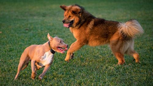 Jade, a Pitbull-Lab mix plays with Atlas, a Tibetan Mastiff at Pooch Pines Dog Park in Okeeheelee Park in West Palm Beach, Florida on January 31, 2018. (Allen Eyestone / The Palm Beach Post)