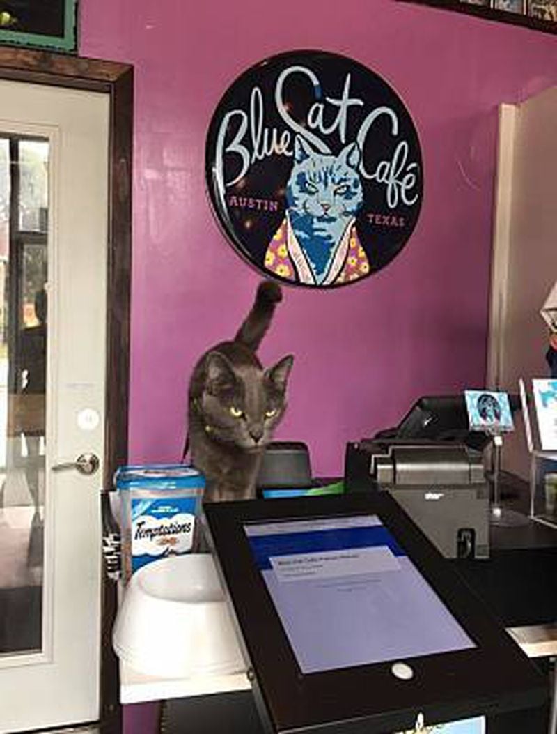 Not an unusual sight to see at a cat cafe