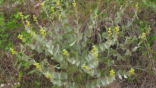 Hairy Rattleweed is one of the state’s rarest plants. It will be protected and restored through a recent land conservation effort in Wayne and Brantley counties.