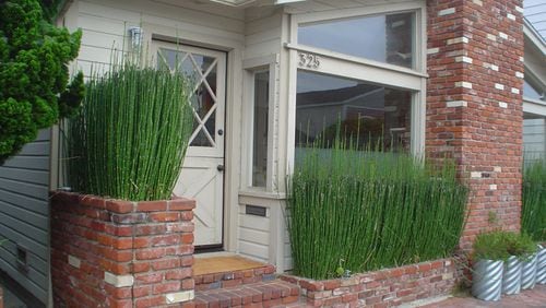 This demonstrates just how completely Equisetum fills a slot planter so tightly it eventually bars water penetration. (Maureen Gilmer/TNS)