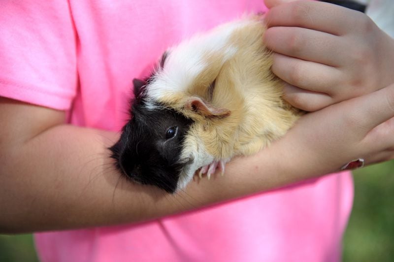 Liana Stoll, 10, shows off her guinea pig, Princess Brownie, during the Palm Beach Day Academy Pet Show on Saturday.