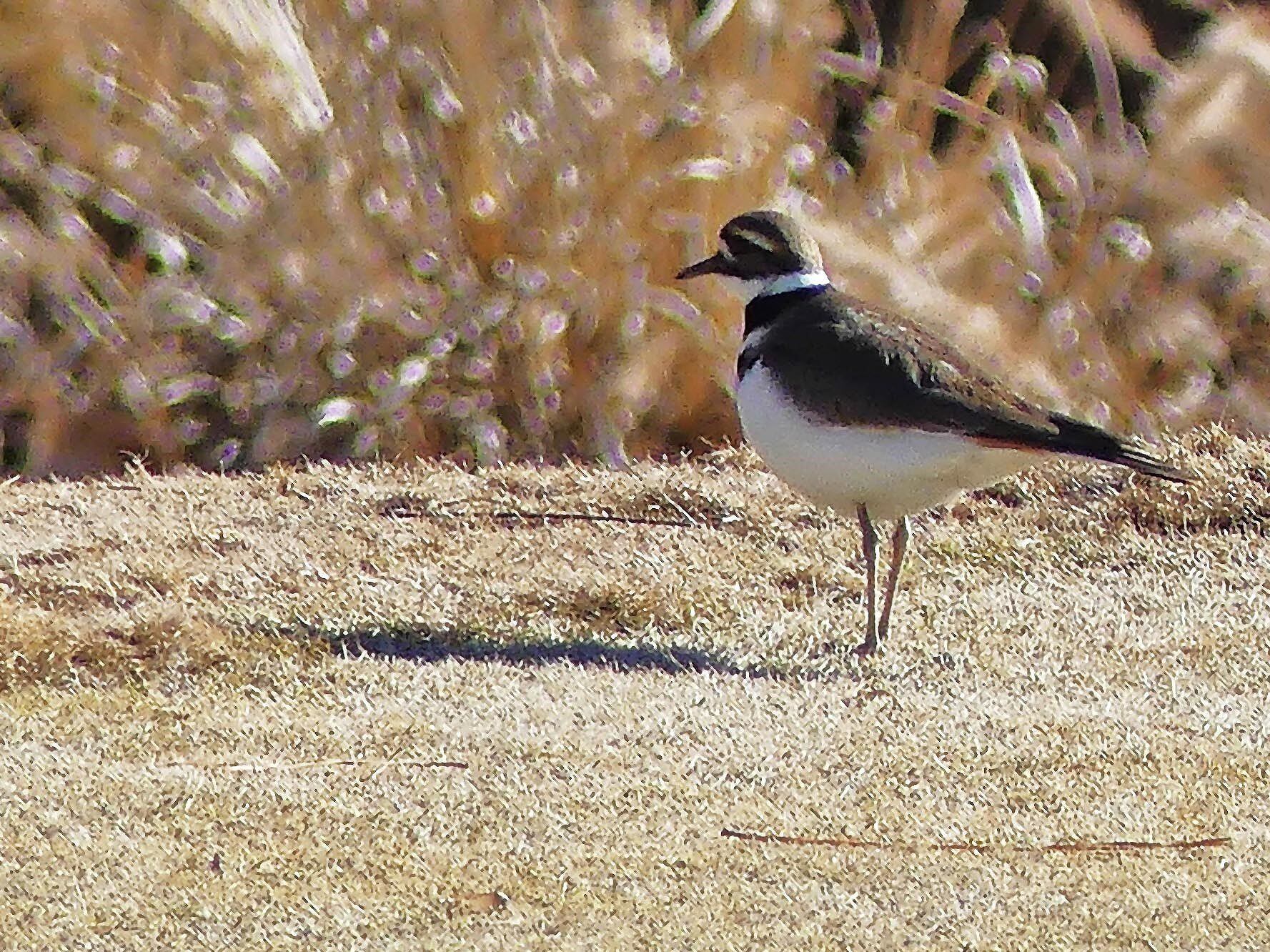 イッタラ　RAQUEL annual bird 2009 イッタラ RAQUEL annual bird 2009 Birds by Toikka annual bird