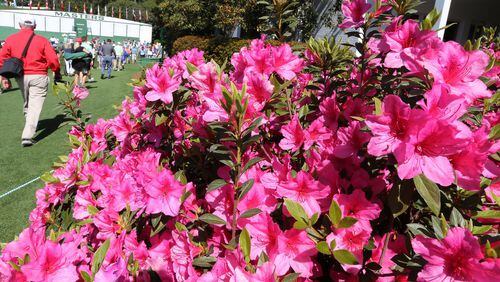 The azaleas are in full bloom by the first fairway for the Masters at Augusta National Golf Club on Sunday, April 1, 2018, in Augusta.  Curtis Compton/ccompton@ajc.com