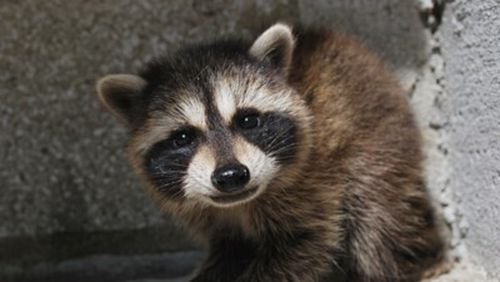 An animal found in Stockbridge tested positive for rabies.